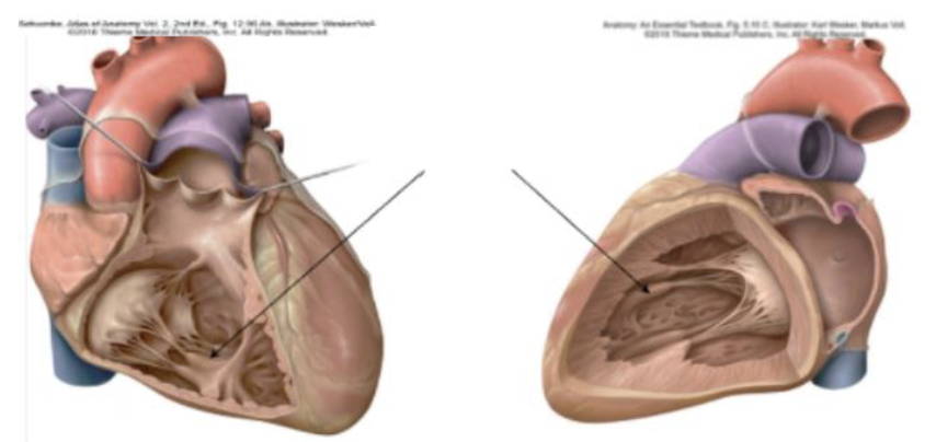 <p>Identify? what is its identification factor </p>