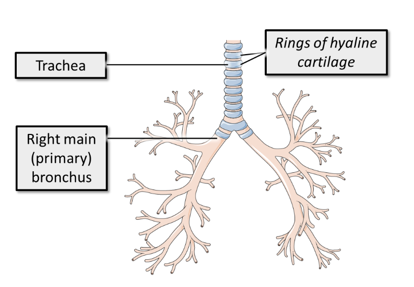 <p>the single widest of the conducting airways, however it has the smallest total cross-sectional area and therefore is responsible for most of the airway resistance.</p><ul><li><p>To prevent collapse on inspiration, it is surrounded and supported by rings of hyaline cartilage which can be easily felt at the base of the neck.</p></li></ul><p></p>