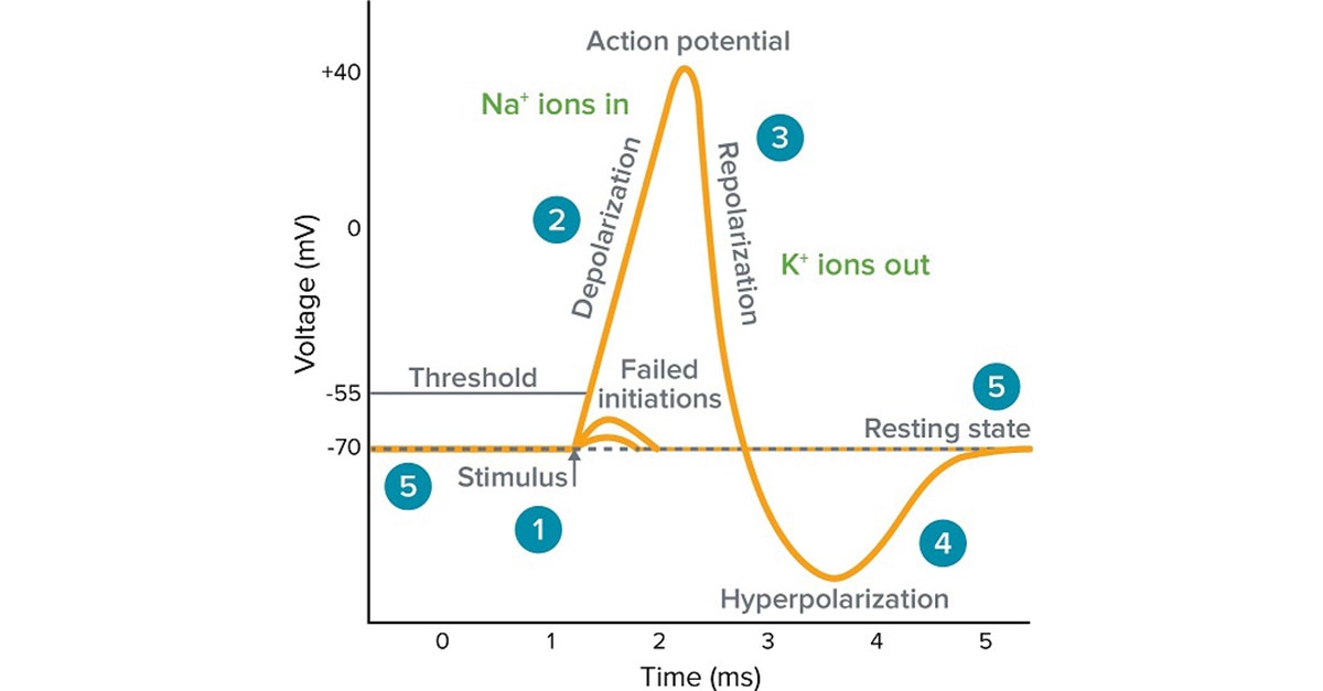 <p>Resting potential —> stimulus —> threshold potential —> Na+ voltage ion gates open, Na+ gets into the cell —> K+ voltage gates open —> Na+ gates inactive —>  hyperpolarization —> resting potential, K+ closes</p>