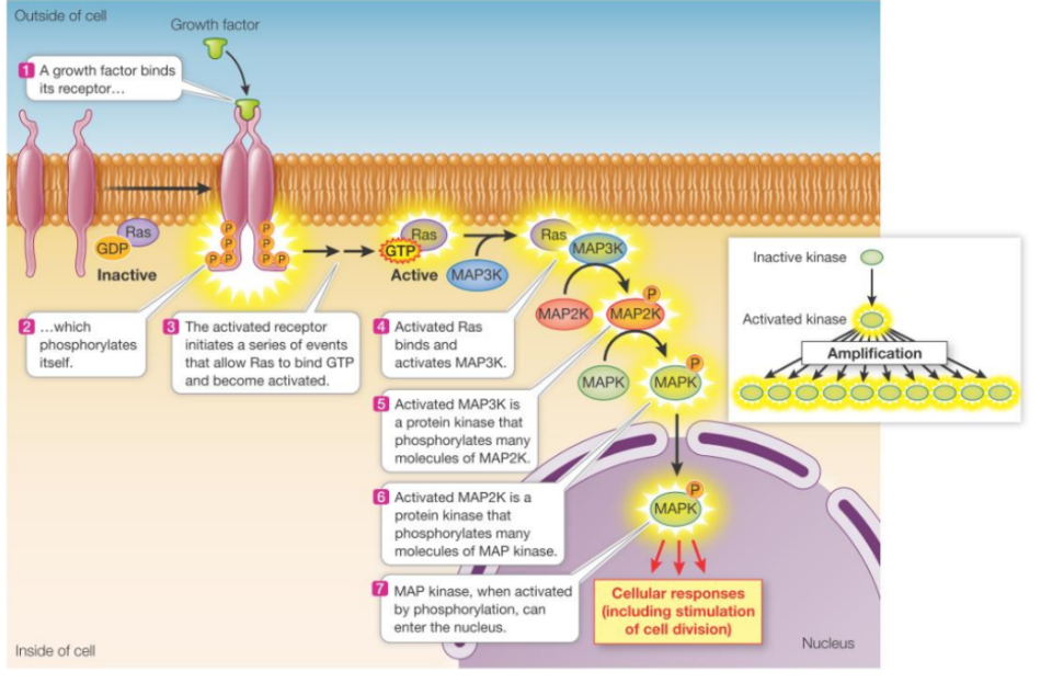 <p><span style="background-color: transparent;">A major pathway activated by RTKs</span></p><ul><li><p><span style="background-color: transparent;">After RTK activation, adaptor proteins and a guanine nucleotide exchange factor (Ras-GEF) are recruited to the receptor.</span></p></li><li><p><span style="background-color: transparent;">Ras-GEF activates the small (monomeric) G protein Ras by promoting the exchange of GDP for GTP.</span></p></li><li><p><span style="background-color: transparent;">The activated Ras (GTP-bound) then triggers a phosphorylation cascade involving a series of protein kinases. (MAP kinase cascade).</span></p></li><li><p><span style="background-color: transparent;">This cascade ultimately leads to changes in protein activity and gene expression, such as promoting cell growth &amp; division.</span></p></li></ul><p></p>
