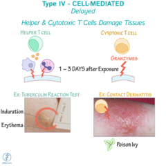 <p>-delayed type</p><p>-mediated by lymphocytes and macrophages</p><p>-sensitized lymphocytes produce cytokines resulting in tissue damage</p><p>-takes 24-72hrs after contact with antigen to develop</p><p>-poison ivy, poison oak, inflammatory bowel disease</p>