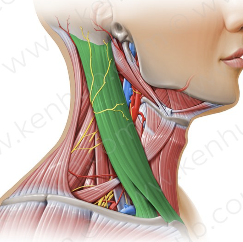 <p>Is the muscle extending alongside of the neck from the ear to the collarbone. It acts to rotate the head from side to side and up and down. </p>