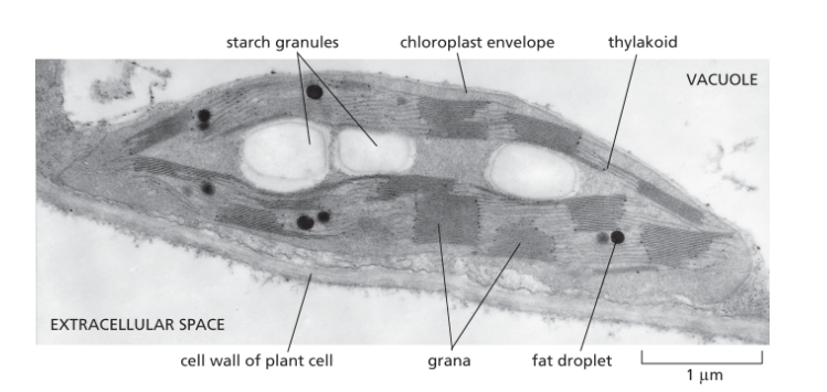<p>can be converted into fat which serves as an energt reserve</p><ul><li><p>in the stroma</p></li></ul><p></p>