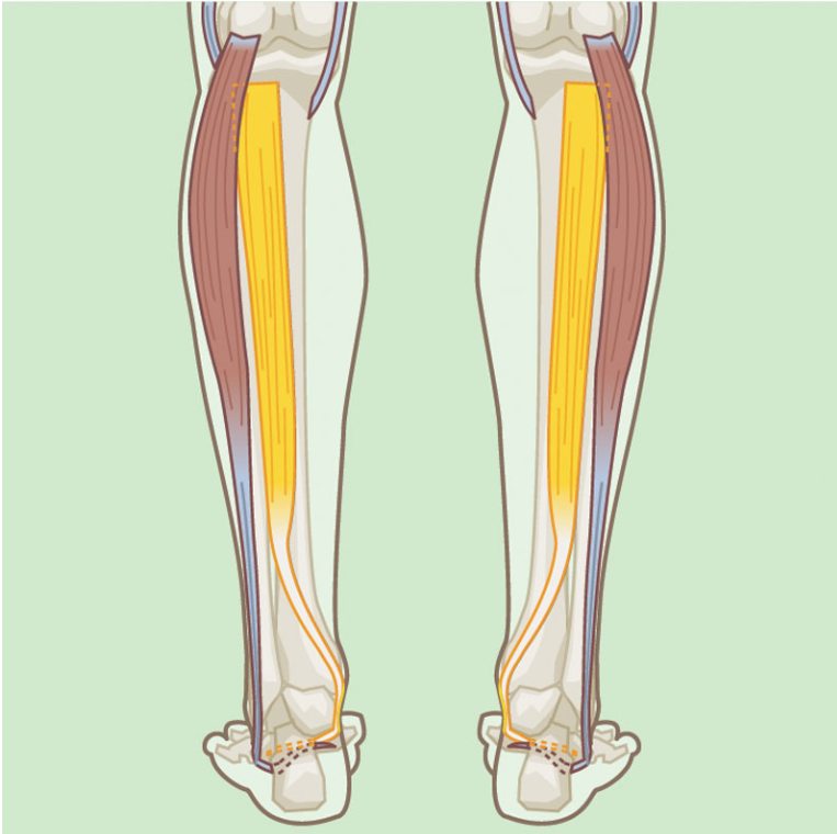 <p>Posterior Tibialis</p>