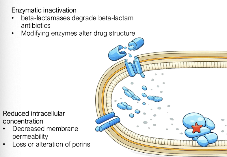 <p>• <strong>Beta-lactamase production degrade beta-lactam antibiotics</strong>, evolved overtime after exposure to the antibiotic</p><p>• <strong>Modifying enzymes alter drug structure </strong>→ loss of function</p><p><strong>• Mutation of antibiotic binding sites</strong></p><p><strong>• Ribosomal protection proteins</strong></p>