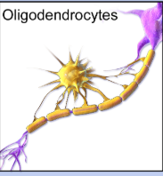 <ul><li><p>central nervous system</p></li><li><p>blanket (produces myelin that wraps around axon)</p></li></ul><p></p>