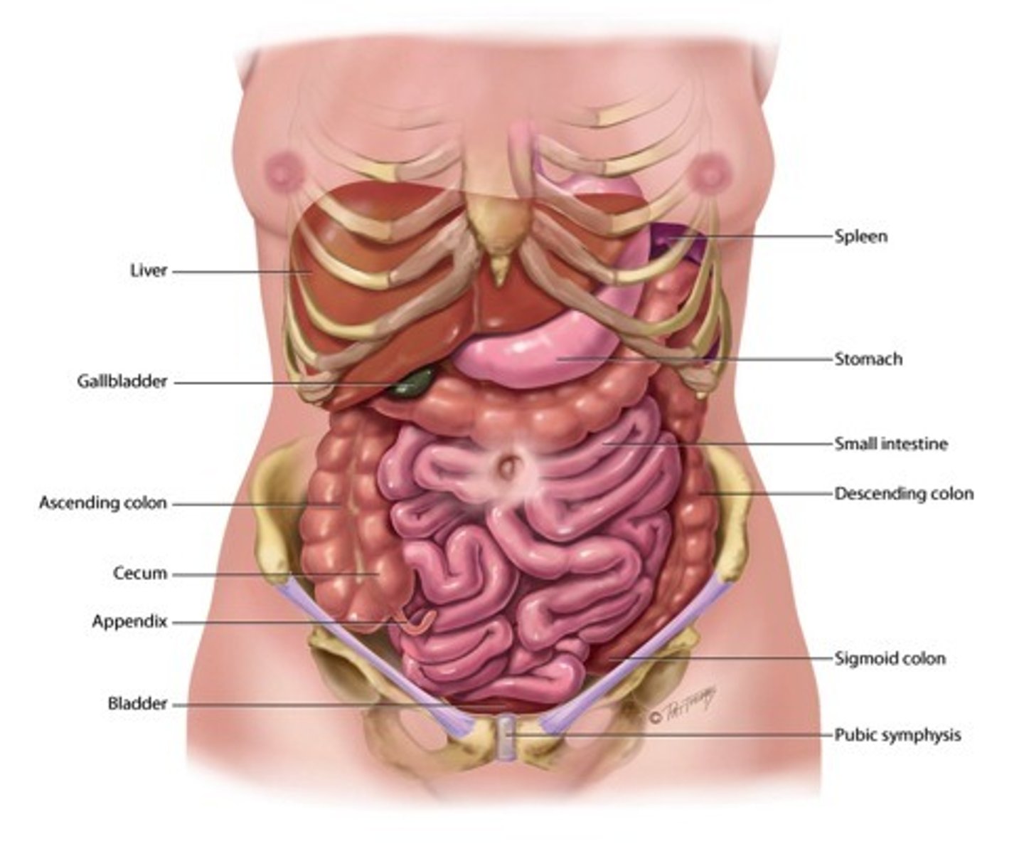 <p>Organs in the ventral cavity (e.g. liver, spleen, digestive organs)</p>