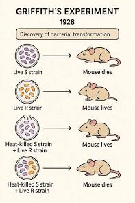 <p>- In 1928, Griffith worked with two strains of a bacteria:</p><ul><li><p>A pathogenic (disease-causing) “S” strain</p></li><li><p>A harmless “R” strain</p></li></ul><p>- When he mixed heat-killed remains of the pathogenic strain with living cells of the harmless bacteria, some living cells became pathogenic. He named this phenomenon Transformation</p>
