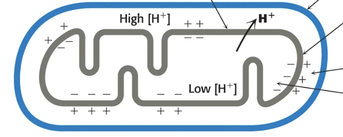 <p>[H+] is high in the IM space, [H+] is low in the matrix</p>