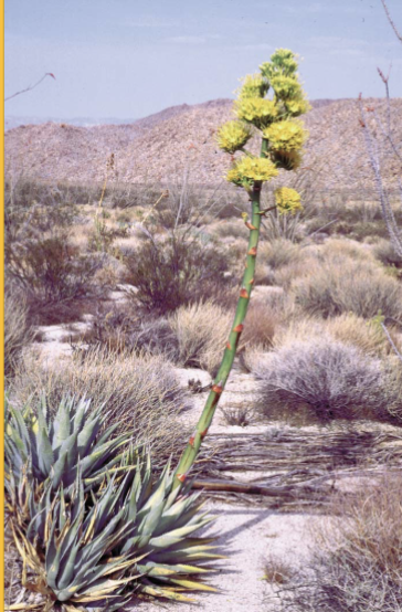 <ul><li><p>Fibrous leaves often spiny</p></li><li><p>Subfamily</p></li></ul><p></p>