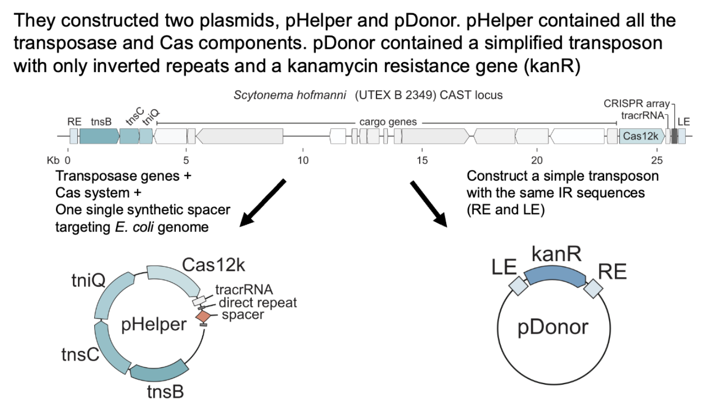 <p>TnsB/C and TniQ recognize IRs in Tn7 like transposon and excise it</p><p>tns/transposon complex binds to cas12K/crRNA/tracrRNA complex which targets transposon for insertion at site specified by crRNA</p><p></p><p>experiment:</p><ul><li><p>pHelper has the crRNA, tnsB/C/TniQ</p></li><li><p>pDonor has just kanR and repeats</p></li><li><p>pHelper goes and snatches kan R through process above, expectation was that if cas12k and crRNA direct Tn insertion they’d see the kanR at the crRNA site.</p></li></ul><p></p>