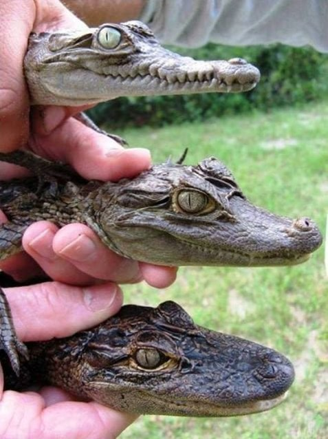 <p><span>From top to bottom, this picture shows </span></p>