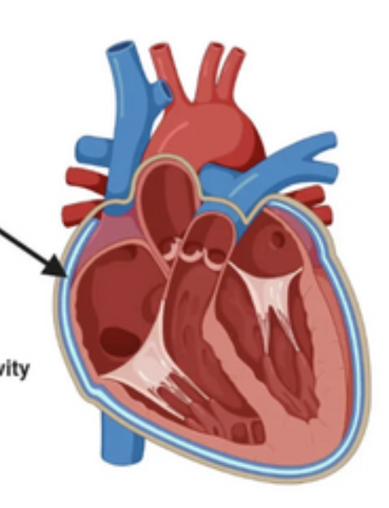 <p>Identify the feature of the heart</p>