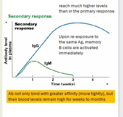 <p>Higher responses</p><p></p><p></p><p></p><p>Immunoglobin M will be faster acting but low again</p><p></p><p>However when IgG acts it will be significantly higher</p>