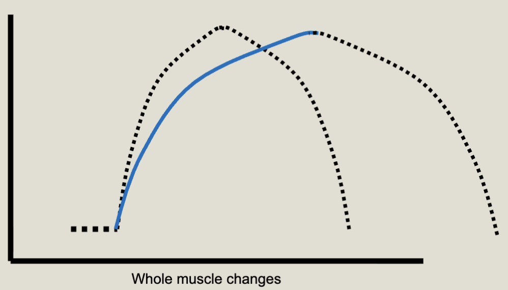 <p>Increased time of Ca2+ in the sarcoplasm; increase in ratcheting; increase in contraction; increase in relaxation time prolonging Ca2+ residence in the sarcomere; decrease in sequester rate of Ca2+, also prolonging Ca2+ residence in the sarcomere</p>