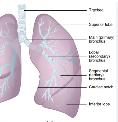 <p>Left lung</p>