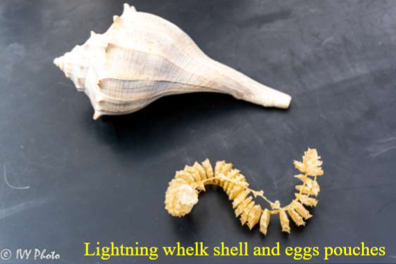 <p>Phylum &amp; name?</p>