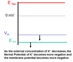 <p>Becomes more negative and the membrane potential becomes more negative.</p>