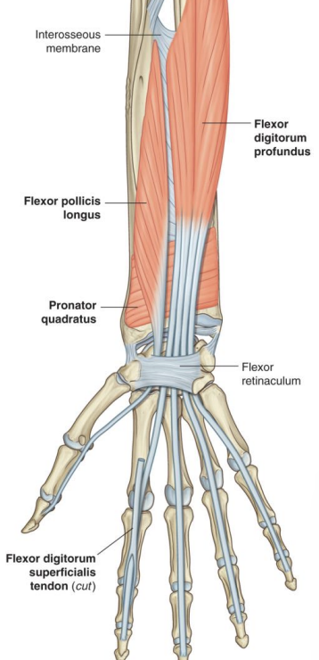 <p><strong>Anterior forearm (Deep)-</strong> flexor digitorum profundus</p>