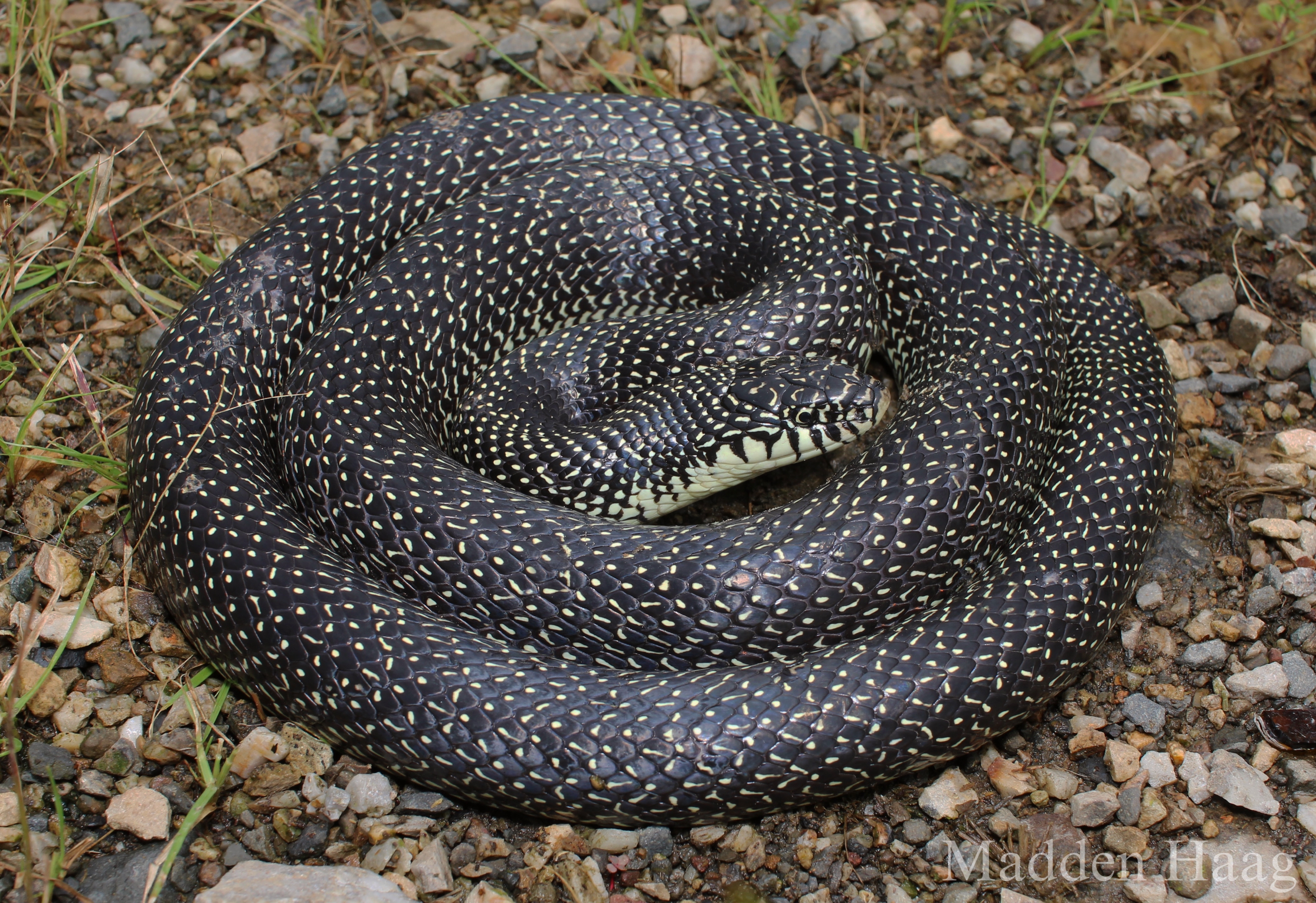 <p>Colubridae. Found statewide</p>