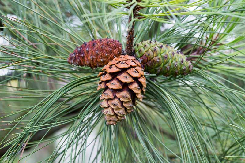 <p>Pinus ponderosa<br></p>