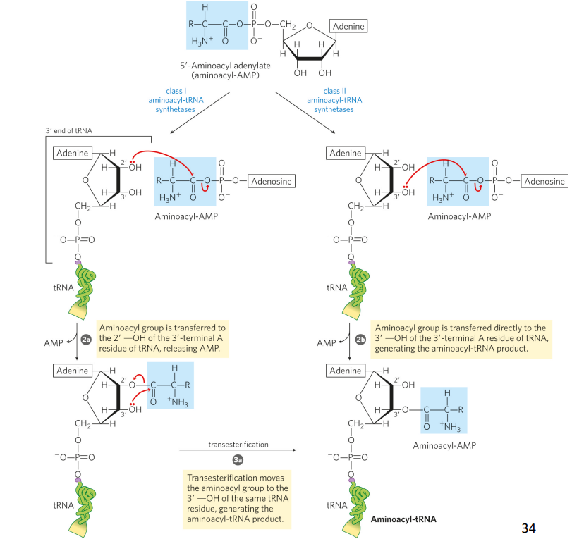 <p>step 2 transfers the aminoacyl group from enzyme -bound aminoacyl -AMP to its corresponding specific tRNA – mechanism depends on the enzyme class. </p>