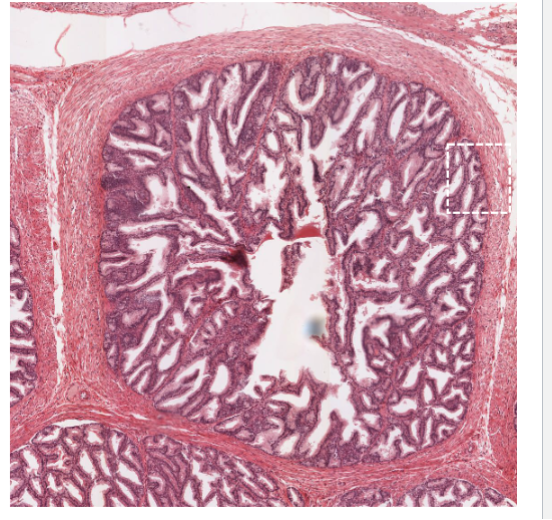 <p>Simple columnar and pseudostratified epthelia</p>