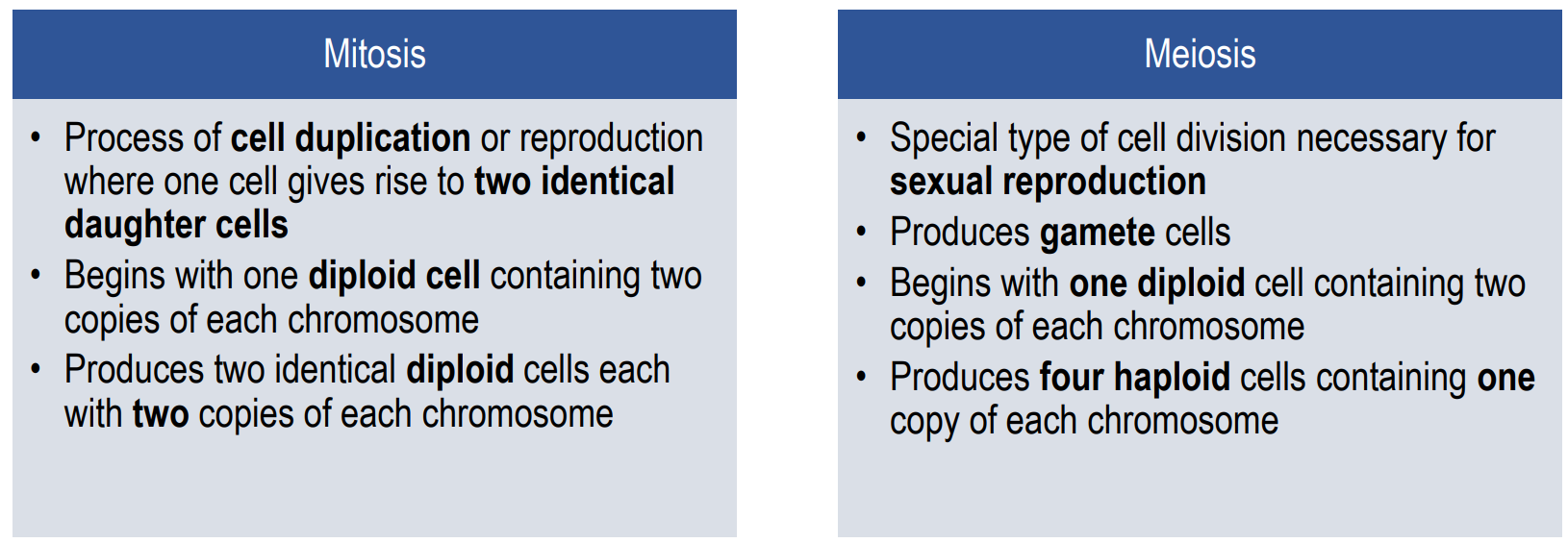 <ul><li><p>dsDNA repair occurs shortly after DNA replication in the S and G2 cell cycle phases - when a daughter duplex can act as the repair template, (i.e. Before Mitosis)</p></li><li><p>Meiosis differs from mitosis in that: </p><ul><li><p>Two divisions, </p><ul><li><p>Homologous chromosomes separate </p></li><li><p>Sister chromatids separate</p></li></ul></li><li><p>Chromosomes in meiosis undergo <span style="color: rgb(43, 187, 215);"><strong>recombination </strong></span></p><ul><li><p>Shuffles the genes</p></li><li><p>Different genetic combination in each gamete </p></li></ul></li><li><p>Chromosomes in mitosis are identical </p></li><li><p>Outcome of meiosis is four (<span style="color: rgb(43, 187, 215);"><strong>genetically unique</strong></span>) haploid cells </p></li><li><p>Outcome of mitosis is two (genetically identical) diploid cells</p></li></ul></li></ul><p></p>