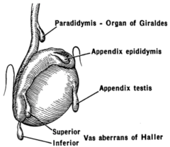 <p>the testicular appendage located between the head of the epididymis and the superior pole of the testis</p>