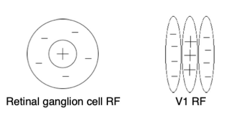 <p><strong>Receptive field:</strong> an area on the retina corresponding to an area in the visual field to which a cell is responsive</p><ul><li><p>An area out there in space corresponding to point in retina to which a neuron responds</p></li></ul><p></p><p></p><p></p>