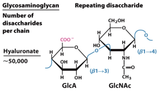 <p>N-acetyl sugars, often highly acidic sugars such as glucuronic acid (GlcA).</p>