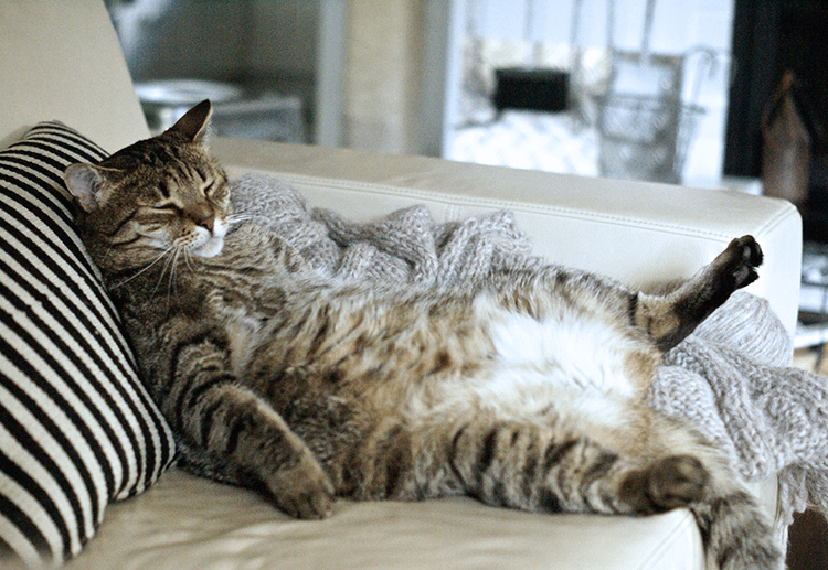<p>My cat is very <strong>lazy</strong>.</p>