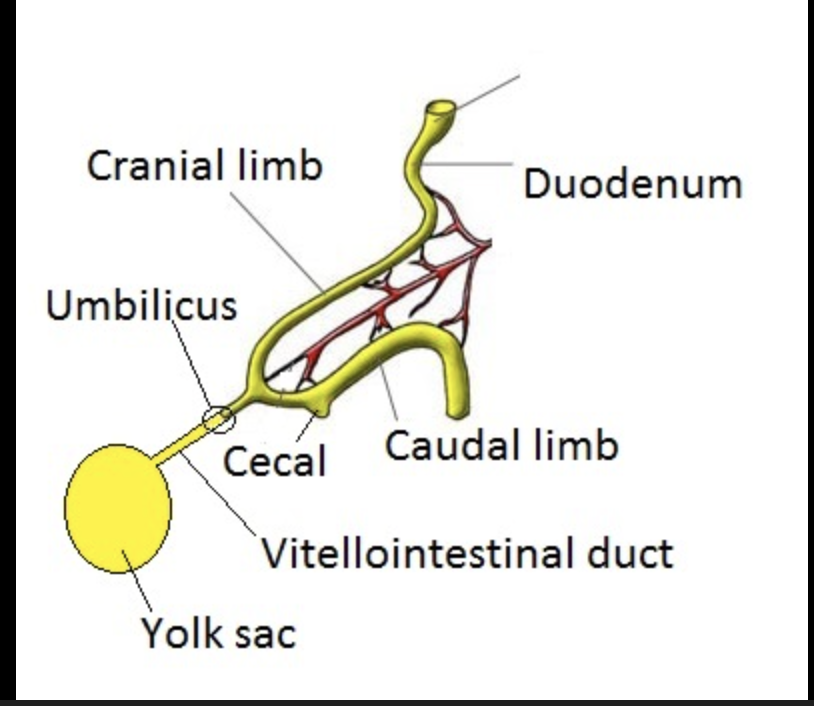 <p>Cranial limb is the more superior part of the midgut, whereas the caudal limb is the more inferior.</p>