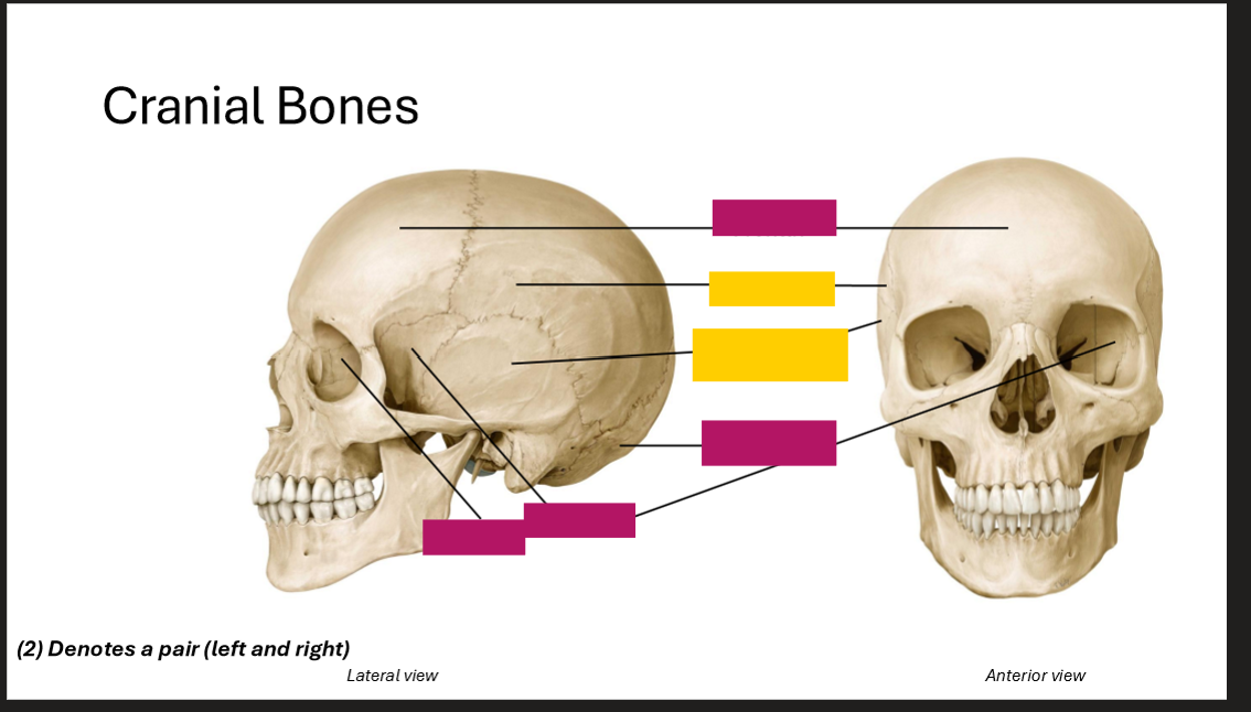 <p>Label the Cranial bones </p>