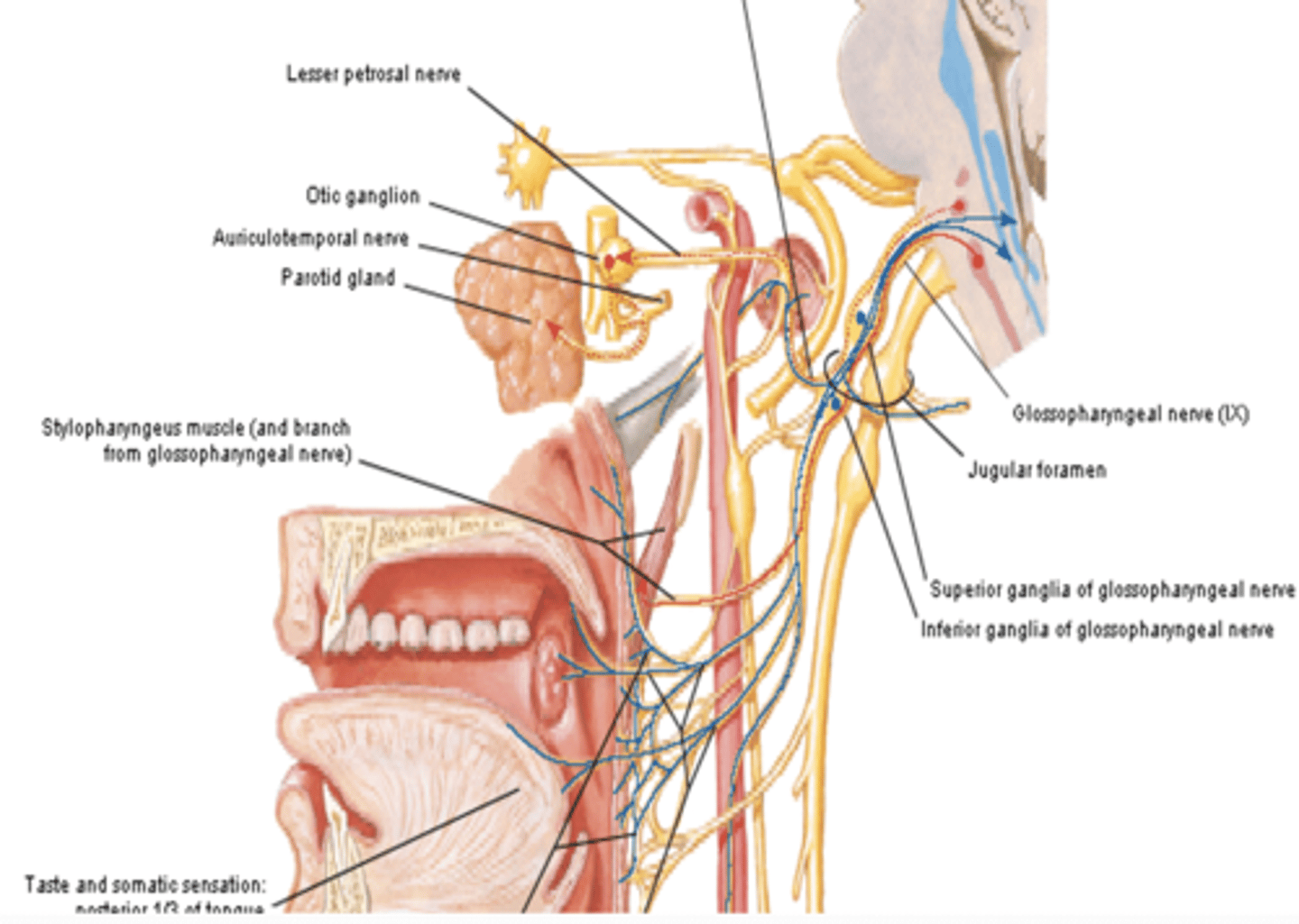 <p>What are the branches of CN IX? </p>