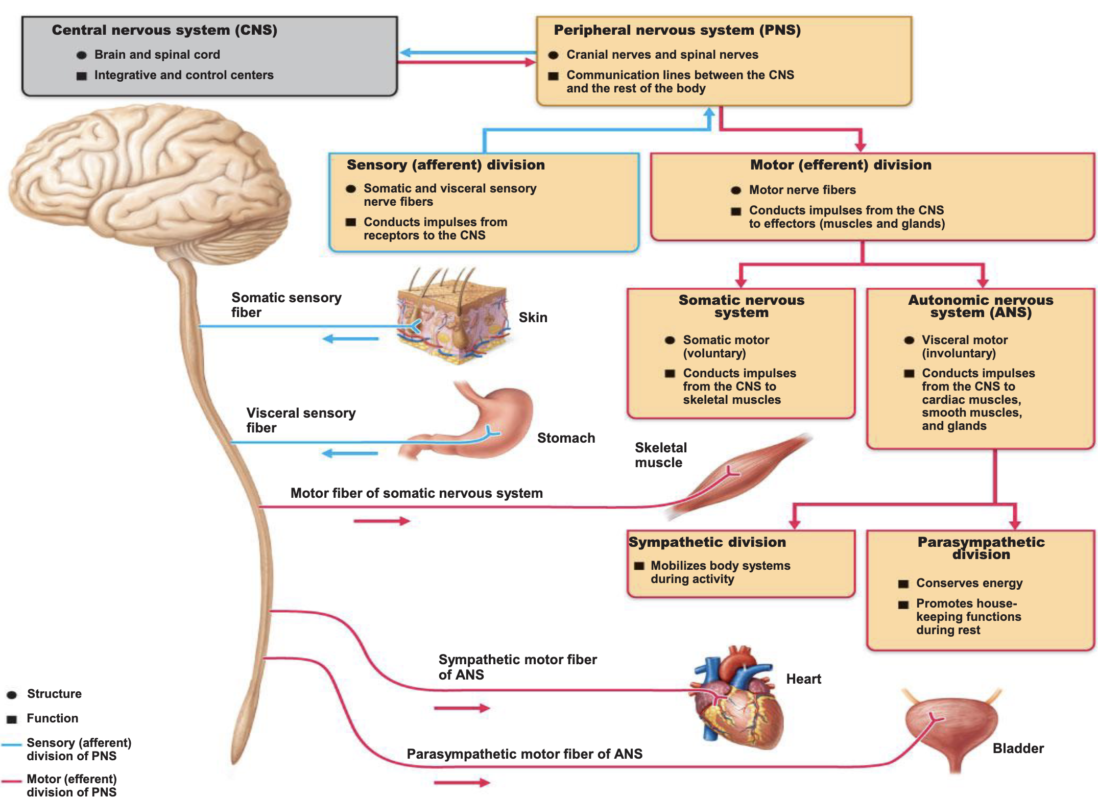 <ul><li><p>What do efferent neurons do?</p></li><li><p>Efferent neurons are also called what?</p></li><li><p>What are effectors?</p></li></ul><p></p>