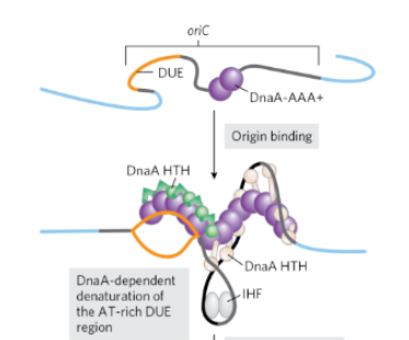 <p>What happens once  DnaA binds ATP to become active </p>