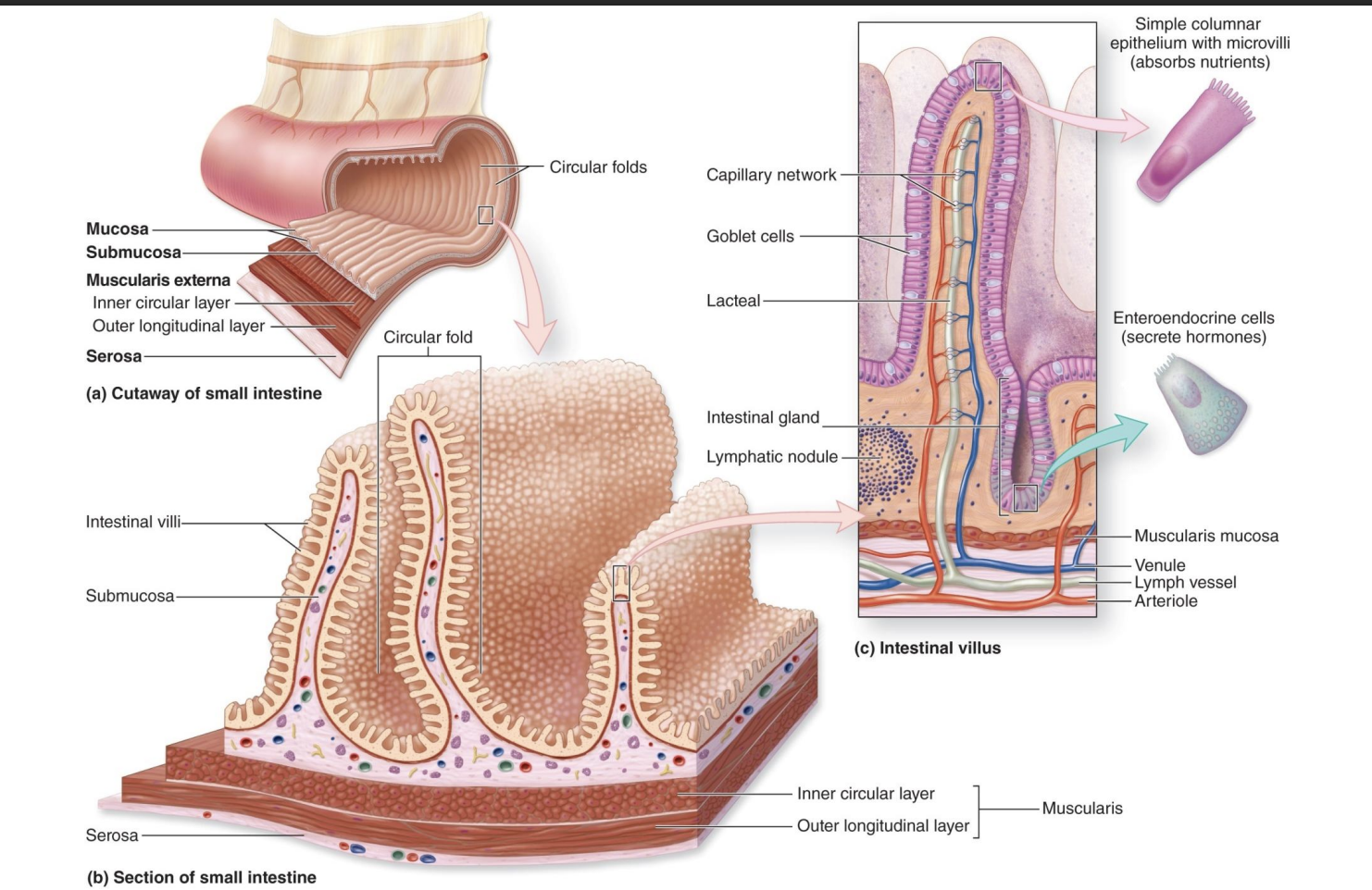 <p>long length, and high SA bc of structural adaptions…</p><p><strong>-Circular folds:</strong> largest; not smooth and creates turbulent flow so mix things around</p><p><strong>-Villi:</strong> finger-life projections</p><p><strong>-Microvilli:</strong> smallest; mediate absorption</p><p>_______________________________________________________________________________</p><p>-Lacteal: lympathic vessels, absorb lymphatic fats</p><p>-Goblet cells: mucous</p><p>-Capillary network: absorb other stuff</p><p>-simple columnar epithelium: mediate absorption</p><p>-enteroendorcine cells: secrete hormones</p>