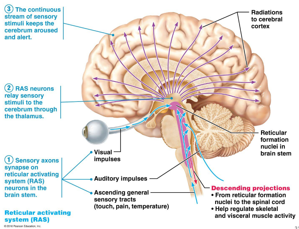 <ul><li><p>Sensory neurons carry information up the spinal cord to the brain stem</p></li><li><p>Retricular Activating System (RAS) neurons in the brain stem are stimulated by the incoming sensory information</p></li><li><p>RAS neurons projects these signals to the thalamus</p></li><li><p>Thalamus selectively sorts and filters the information, passing vital sensory messages to specific areas of the cerebral cortex for conscious perception</p></li><li><p>Continuous strea, of sensory information keeps the cerebrum aroused and alert</p></li></ul><p></p>