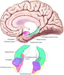 <p>new declarative memories depend on set of structures of medial temporal lobe system (hippocampus, mammillary bodies, dorsomedial thalamus) </p>
