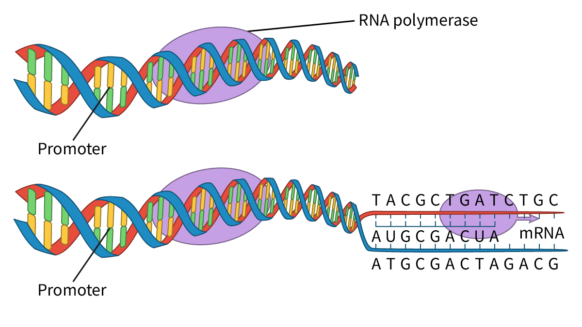 <p>A non-coding region of DNA to which RNA polymerase binds to initiate transcription.</p>