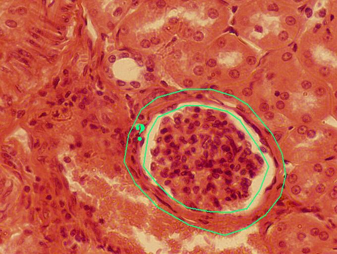 <p>Identify the indicated tissue</p>