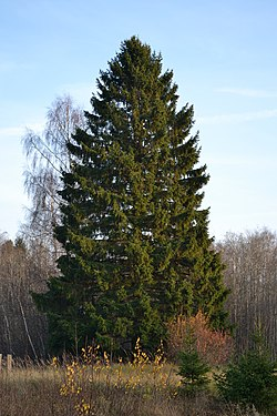 <p>Świerk pospolity</p><p>Picea abies</p>