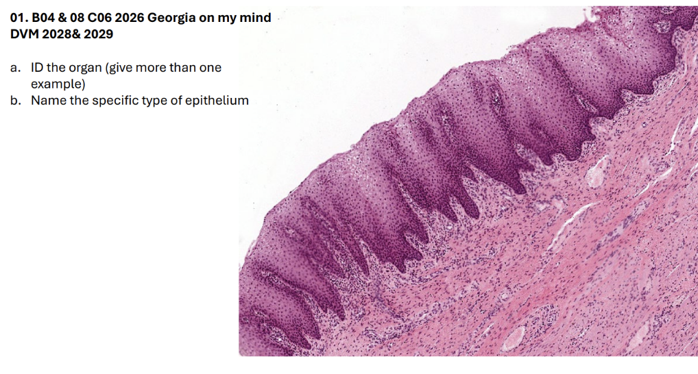 <p>a. ID the organ (give more than one </p><p>example)</p><p>b. Name the specific type of epithelium</p>