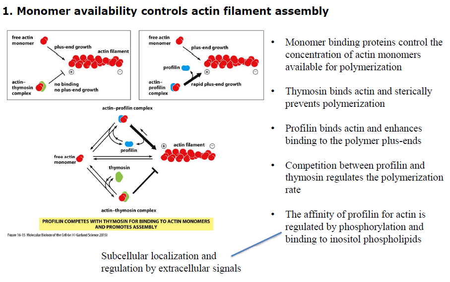 <p>Begge proteiner binder aktinmonomerer, men har modsatte effekter:</p><ul><li><p><strong>Thymosin</strong> binder aktin og forhindrer polymerisering</p></li><li><p><strong>Profilin</strong> binder aktin og fremmer binding til plus-enden</p></li></ul><p>Konkurrencen mellem profilin og thymosin regulerer derfor hvor meget frit aktin der er tilgængeligt for filamentvækst.</p>