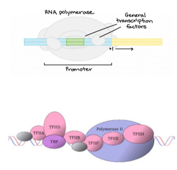 <ul><li><p class="Paragraph SCXW215646659 BCX8" style="text-align: left;"><span style="line-height: 20.925px;">The successful interaction of all these transcription factors is requried for transcription to happen&nbsp;</span></p></li></ul><ul><li><p class="Paragraph SCXW215646659 BCX8" style="text-align: left;"><span style="line-height: 20.925px;">Bc this is true, the cell can regulate transcription by regulating the interaction of thse proteins&nbsp;</span></p></li></ul><p></p>