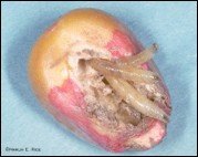 <p>Identify the…</p><ol><li><p>Insect</p></li><li><p>Order</p></li><li><p>Stage</p></li></ol><p></p>