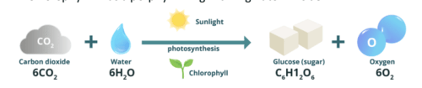 <p>The process by which light energy is converted into chemical energy in the form of glucose.</p>