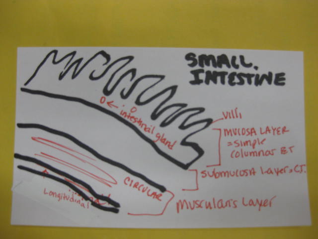 knowt flashcard image