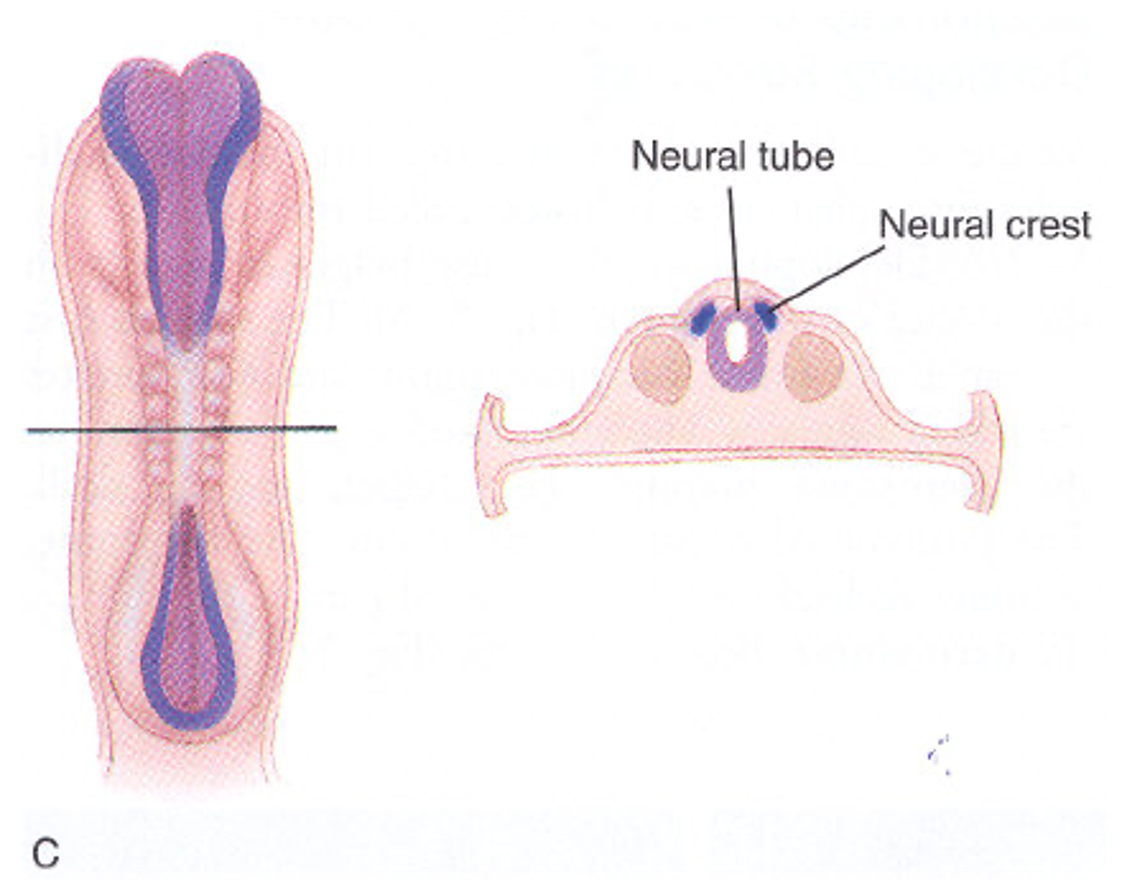 <ul><li><p>open at both ends like a cannoli so amniotic fluid can go in and out </p></li><li><p>eventually it will close at both ends</p></li><li><p>the somites (bumps) that are lined up on either side </p></li></ul><p></p>